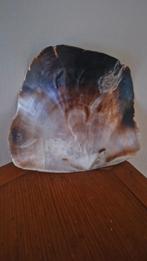 Prachtige grote schelp Placuna 15x14cm, Verzamelen, Mineralen en Fossielen, Ophalen of Verzenden