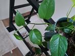 Lange stek van epipremnum aureum, Huis en Inrichting, Kamerplanten, Ophalen of Verzenden, Overige soorten, Minder dan 100 cm