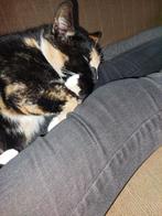 Poes, Dieren en Toebehoren, Katten en Kittens | Overige Katten, Poes