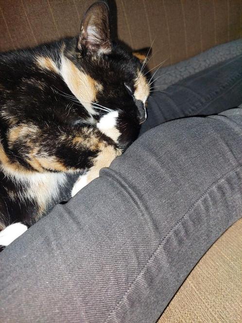 Poes, Dieren en Toebehoren, Katten en Kittens | Overige Katten, Poes