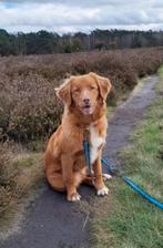 Nova Scotia Duck Tolling Retriever (Toller) Pups, Parvo, Overige rassen, 8 tot 15 weken, Meerdere