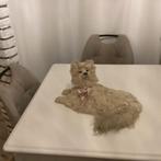 Prachtige antieke pyjama hond, Antiek en Kunst, Ophalen of Verzenden