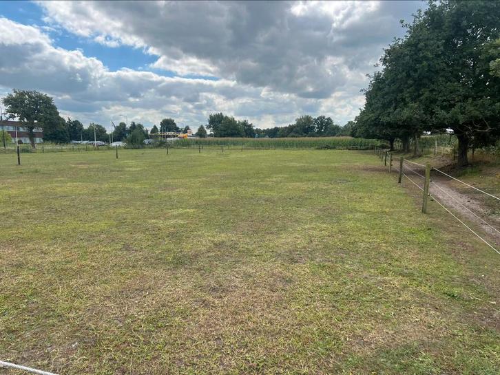 Wei te huur, Dieren en Toebehoren, Stalling en Weidegang