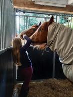 Tk voorwand en zijwand bedaf stal, Dieren en Toebehoren, Stalling en Weidegang, Toebehoren