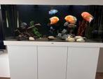 Juwel Rio 450 aquarium wit compleet met Vissen, Zoetwatervis, Vis