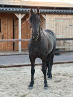 Friese merrie met top afstamming!, Dieren en Toebehoren, Paarden, Merrie, Gechipt, Dressuurpaard, 0 tot 2 jaar
