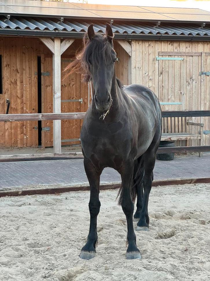 Friese merrie met top afstamming!, Dieren en Toebehoren, Paarden, Merrie, 160 tot 165 cm, 0 tot 2 jaar, Dressuurpaard, Met stamboom