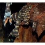 Meerval L nummer gratis, Dieren en Toebehoren, Vissen | Aquariumvissen, Vis