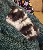 🩵🐶 Malchi pomeriaan boomer pup reutje Spikkel 🐶🩵, Dieren en Toebehoren, CDV (hondenziekte), 8 tot 15 weken, Eén hond, Nederland