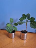 Madagascar Jewel Kamerplant, Huis en Inrichting, Ophalen, Halfschaduw, Minder dan 100 cm