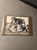 Boekje trekpaard trekpaarden koudbloed paarden paard, Ophalen of Verzenden, Gelezen, Paarden of Pony's