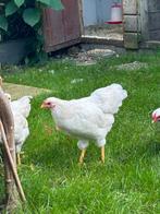 Wyandotte jonge haan 14 weken, Dieren en Toebehoren, Pluimvee, Mannelijk, Kip