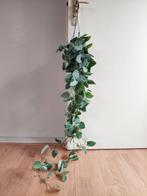 XL Scindapsus Pictus -Drakenklimop/Zilveren Pothos/Hangplant, Huis en Inrichting, Kamerplanten, Ophalen, Overige soorten, Halfschaduw