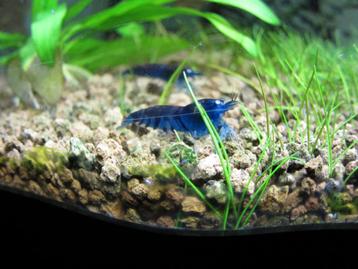 Blue Tiger orange eye garnalen beschikbaar voor biedingen