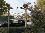 3x lei plataan, Tuin en Terras, Planten | Bomen, Ophalen, Volle zon, Leiboom, 250 tot 400 cm