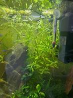 Aquariumplant Hygrophila polysperma, Dieren en Toebehoren, Ophalen, Nieuw, Plant(en), Steen of Hout