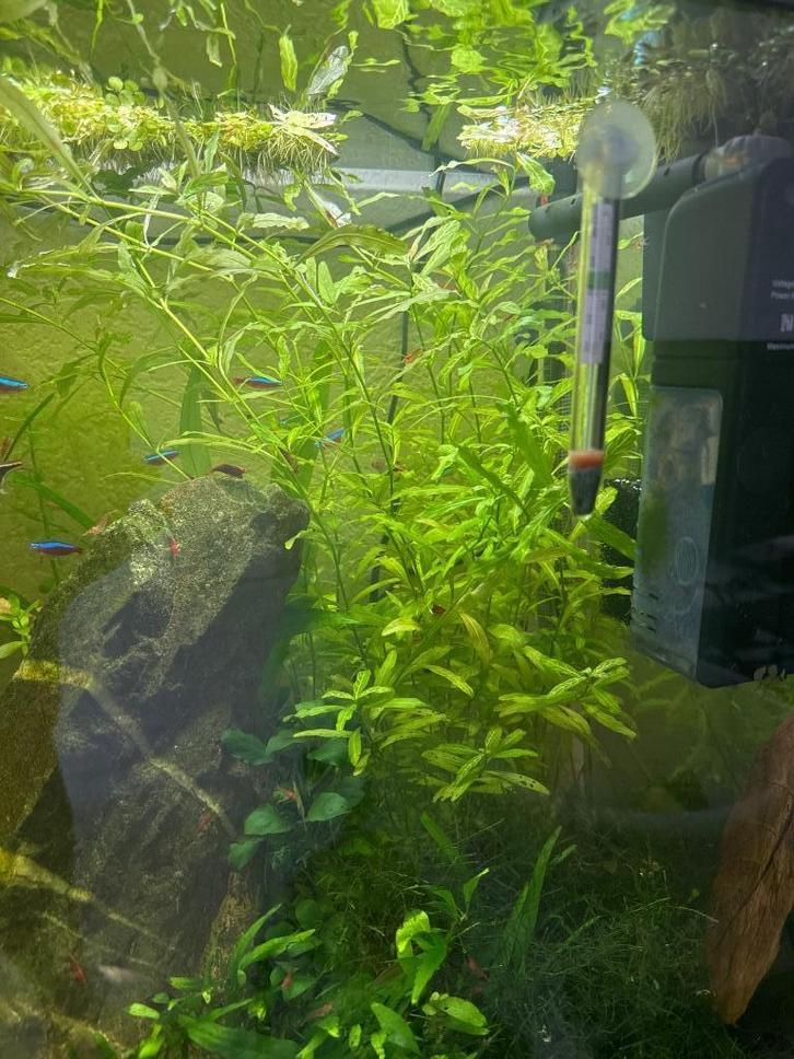 Aquariumplant Hygrophila polysperma, Dieren en Toebehoren, Vissen | Aquaria en Toebehoren, Nieuw, Plant(en), Steen of Hout, Ophalen