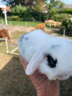 Minilop voedster zeeer klein, Dieren en Toebehoren, Konijnen, Vrouwelijk, Dwerg
