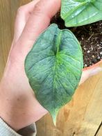 Alocasia platinum variegata plant aurea yellow mint grey, Huis en Inrichting, Kamerplanten, Ophalen of Verzenden, Halfschaduw
