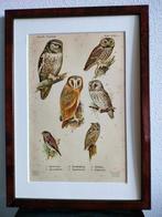 Litho Floericke Vogels Birds Roofvogel Uil Kerkuil 1922, Antiek en Kunst, Kunst | Litho's en Zeefdrukken, Ophalen of Verzenden
