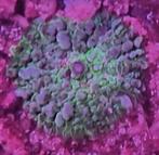 Zeeaquarium ricordea yuma green/purple, Dieren en Toebehoren, Vissen | Aquaria en Toebehoren, Ophalen of Verzenden, Nieuw, Gevuld zeewateraquarium