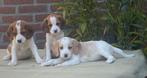 Prachtige BEAGLE x KOOIKER pups, Nederland, CDV (hondenziekte), 8 tot 15 weken, Meerdere