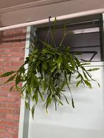 Rhipsalis Crispata, Ophalen of Verzenden, Overige soorten, Minder dan 100 cm