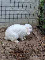 Voedster 8 maanden te koop, Dieren en Toebehoren, Konijnen, Vrouwelijk, Dwerg