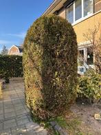 Conifeer 240 cm gratis zelf uitgraven, Tuin en Terras, Planten | Bomen, Ophalen, Bloeit niet, Halfschaduw, Overige soorten