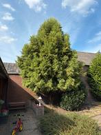 Gratis grote bomen of struiken, Tuin en Terras, Bloeit niet, Overige soorten, 250 tot 400 cm, Ophalen