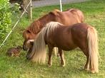 Twee allerleukste shetlanders / shetlandpony’s, Dieren en Toebehoren, A pony (tot 1.17m), Onbeleerd, Meerdere dieren, Recreatiepony