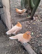 3 friese kriel hennen., Dieren en Toebehoren, Pluimvee, Vrouwelijk, Kip