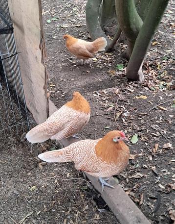 3 friese kriel hennen. beschikbaar voor biedingen