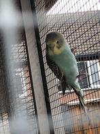 Jonge grasparkietjes, Dieren en Toebehoren, Vogels | Parkieten en Papegaaien, Meerdere dieren, Parkiet, Tam