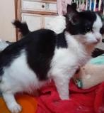 Mooi maine coon katter, Dieren en Toebehoren, Katten en Kittens | Overige Katten, Kater