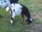 Dwergbokje, Dieren en Toebehoren, Schapen, Geiten en Varkens, Mannelijk, Geit