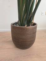 Strelitzia Nicolai kamerplant inclusief pot, Ophalen, Overige soorten, Halfschaduw, In pot