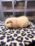 Ch teddy beertjes crème / crème california, Cavia, Mannelijk, Tam, Oktober