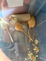 Gerbil pups, Dieren en Toebehoren, Juli, Meerdere dieren, Overige typen, Tam