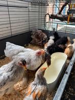 Cochin krielen te koop (zijde,krul en glad), Dieren en Toebehoren, Pluimvee, Meerdere dieren, Kip