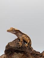 Jonge wimpergekko opzoek naar een nieuw huisje., Dieren en Toebehoren, Reptielen en Amfibieën, Hagedis, Tam, 0 tot 2 jaar