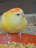 Rubino roodruggen overjarig, Meerdere dieren, Parkiet, Geringd