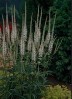 Veronicastrum virg. Album - Ereprijs, Ophalen, Zomer, Vaste plant, Overige soorten