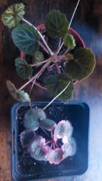 Saxifraga stolonifera/ variegata, Huis en Inrichting, Kamerplanten, Overige soorten, Minder dan 100 cm, Ophalen of Verzenden, Halfschaduw