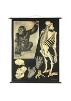 Antieke zwart/wit Schoolkaart Gorilla - Jung Koch Quentell, Ophalen of Verzenden, Natuur en Biologie