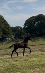 Hengstveulen O’Toto van de Wimphof x Desperado, Dieren en Toebehoren, Paarden, Niet van toepassing, Dressuurpaard, 0 tot 2 jaar