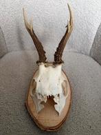 Reebok schedel uit 1985, Ophalen of Verzenden, Hert, Schedel