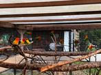 Diverse vogels en toebehoeren, Dieren en Toebehoren, Vogels | Overige Vogels, Meerdere dieren, Tropenvogel, Geringd
