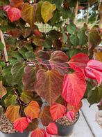 Cercis Canadensis 'JN100' Hearts A’fire PRAF / Nieuw ‼️‼️‼️, Lente, 250 tot 400 cm, Ophalen, Volle zon