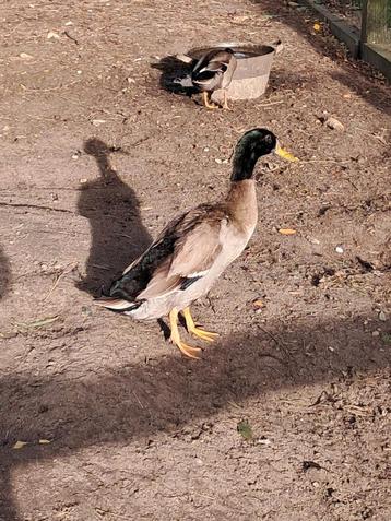 Loopeend beschikbaar voor biedingen